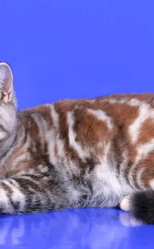 Britisch marmoriert tabby
