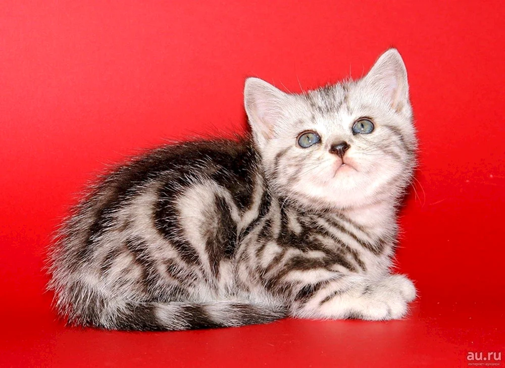 Bengal marmoriert