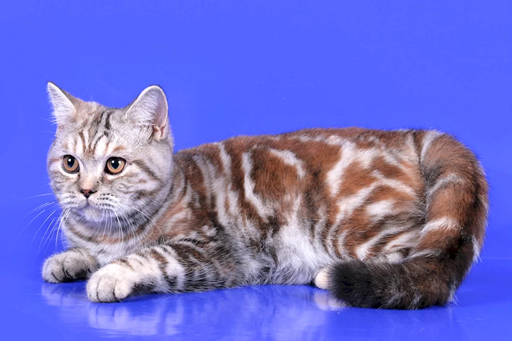 Britisch marmoriert gestromt Katze