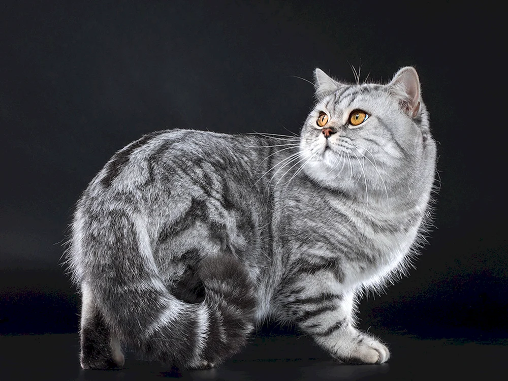 Britisch marmoriert gestromt Katze