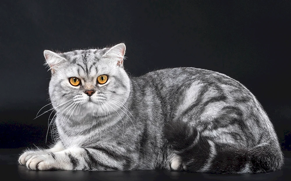 Britisch marmoriert gestromt Katze britisch marmoriert gestromt