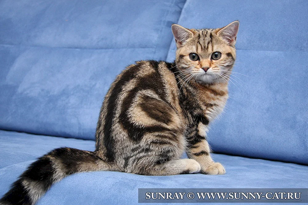 Tabby getigert