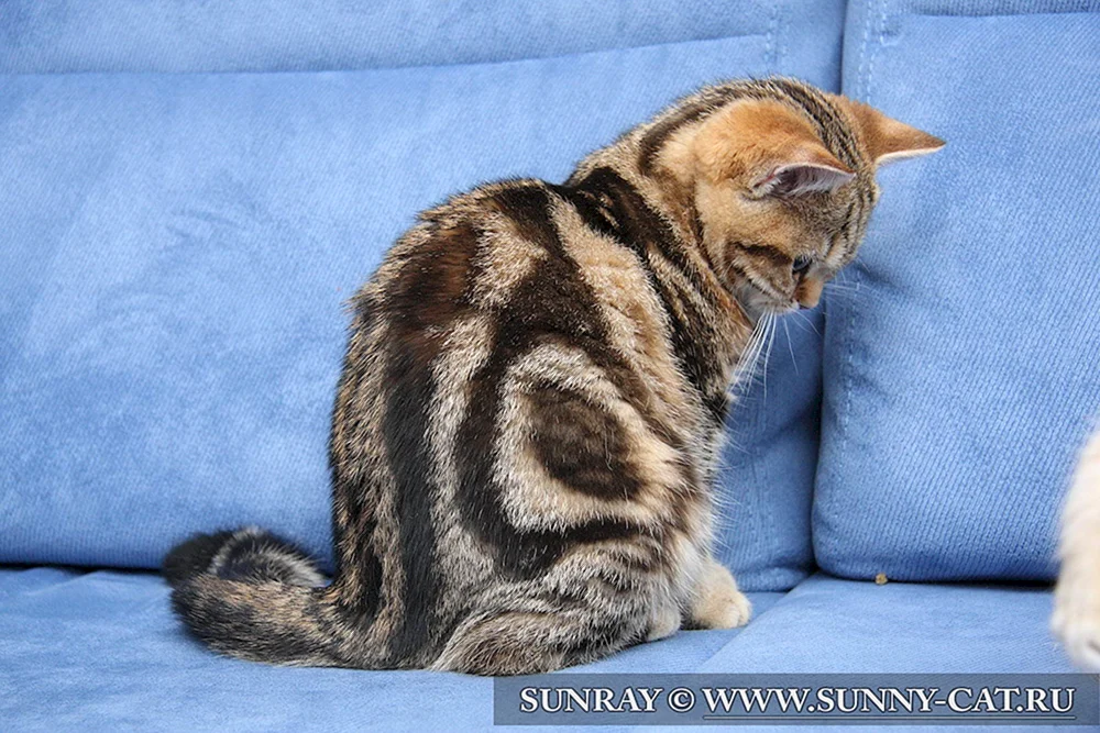 Britisch marmoriert tabby