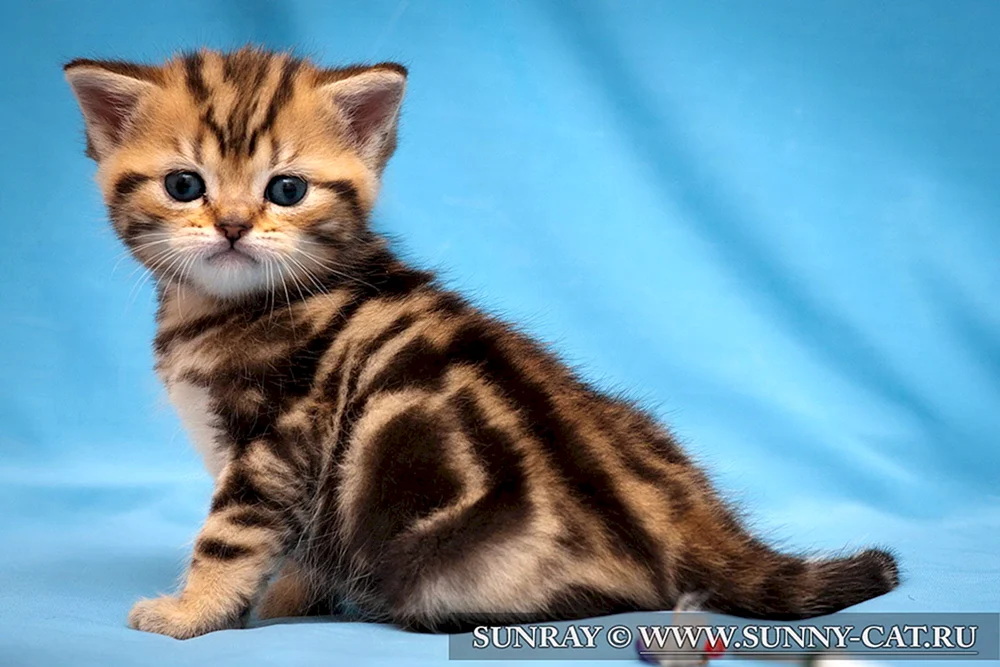 Bengal Katze