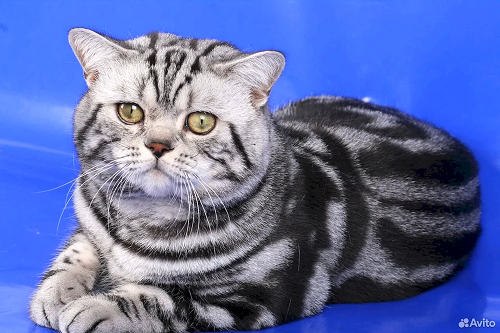 Britisch marmoriert tabby