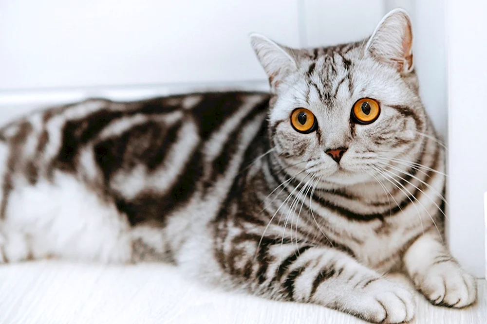 Scottish Fold marmoriert