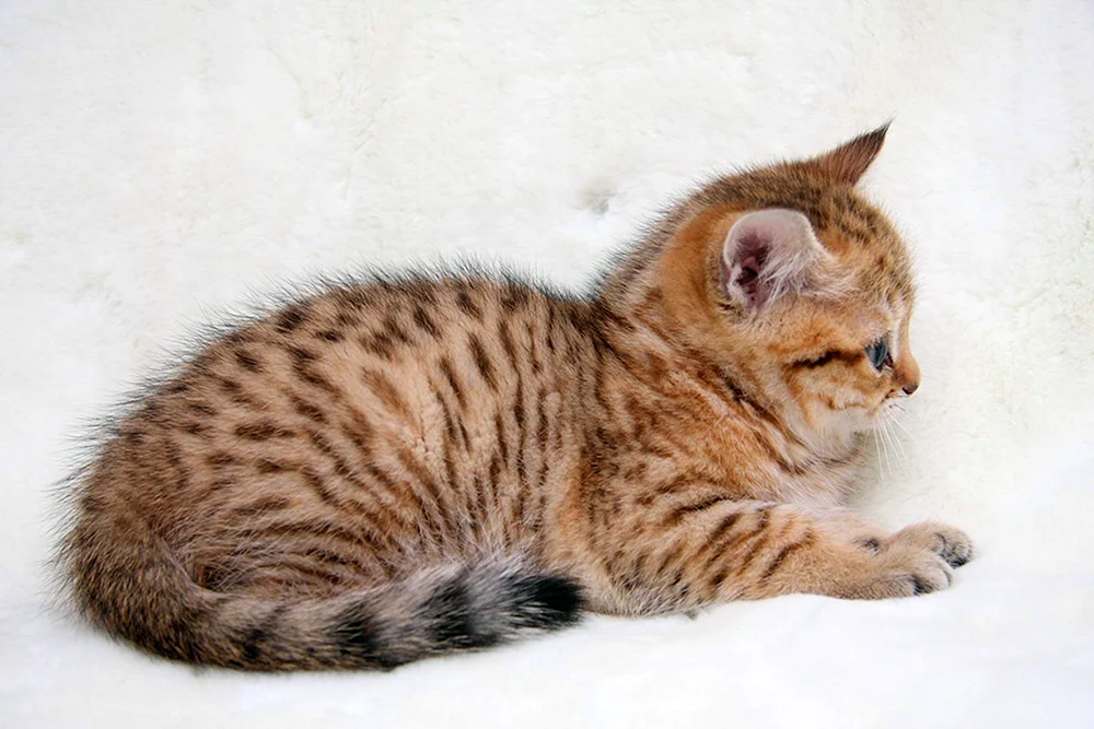 Britisch getupft tabby