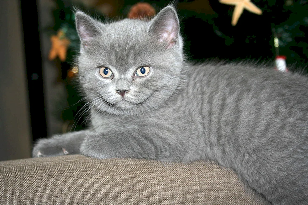 Schottisch Straight Kurzhaar Katze