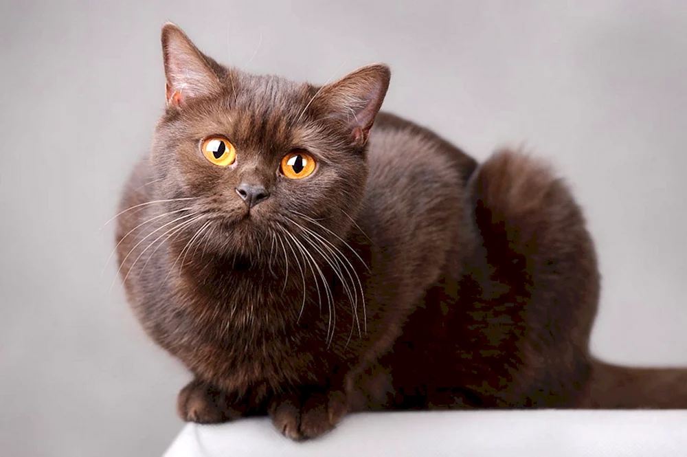 Burmeserkatze