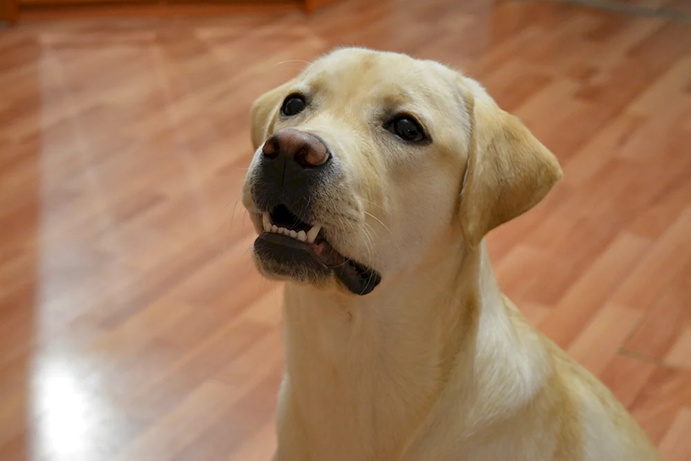 Labrador Retriever