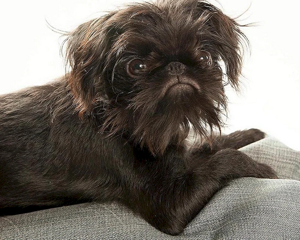 Brüsseler Griffon