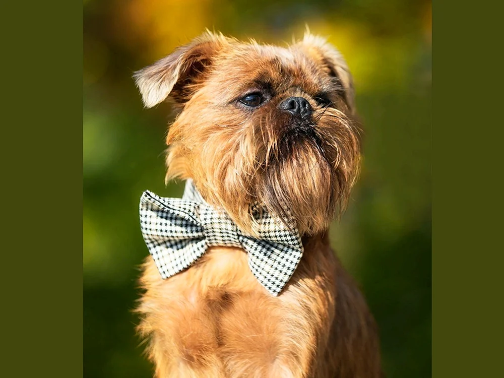 Brüsseler Griffon