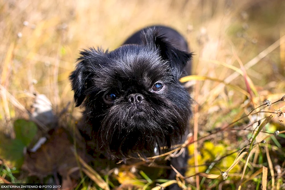 Brüsseler Griffon
