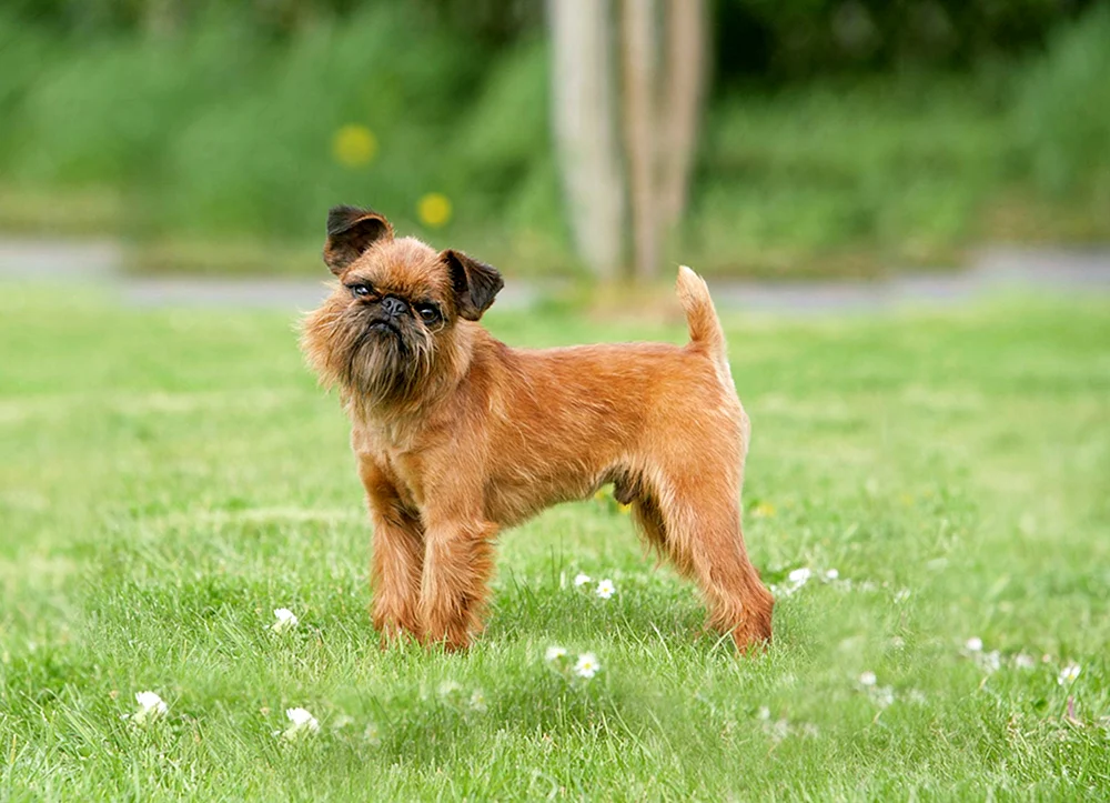 Brüsseler Griffon