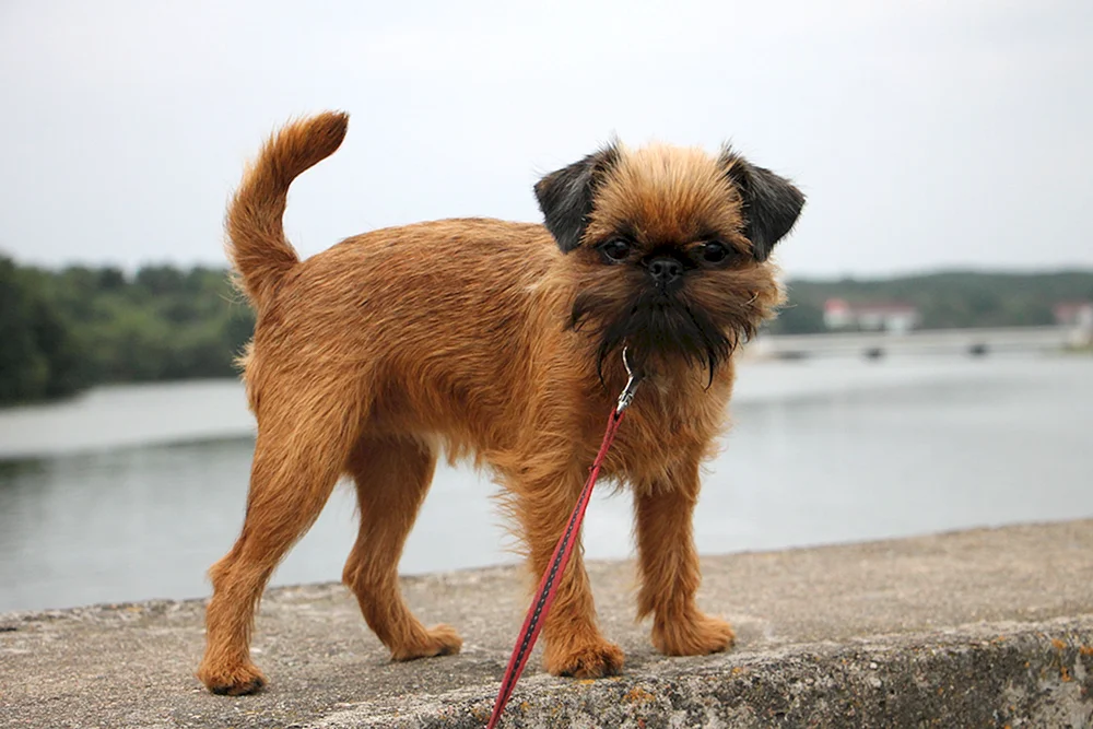 Brüsseler Griffon