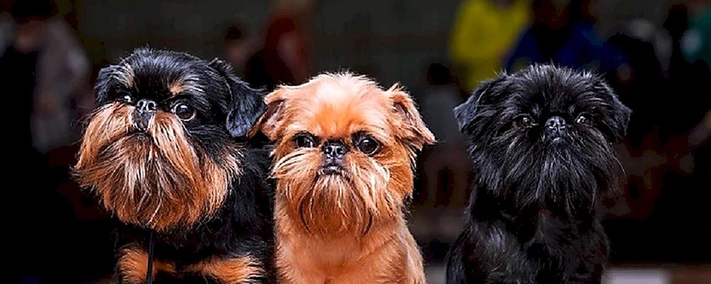 Griffon Hund Belgischer Griffon