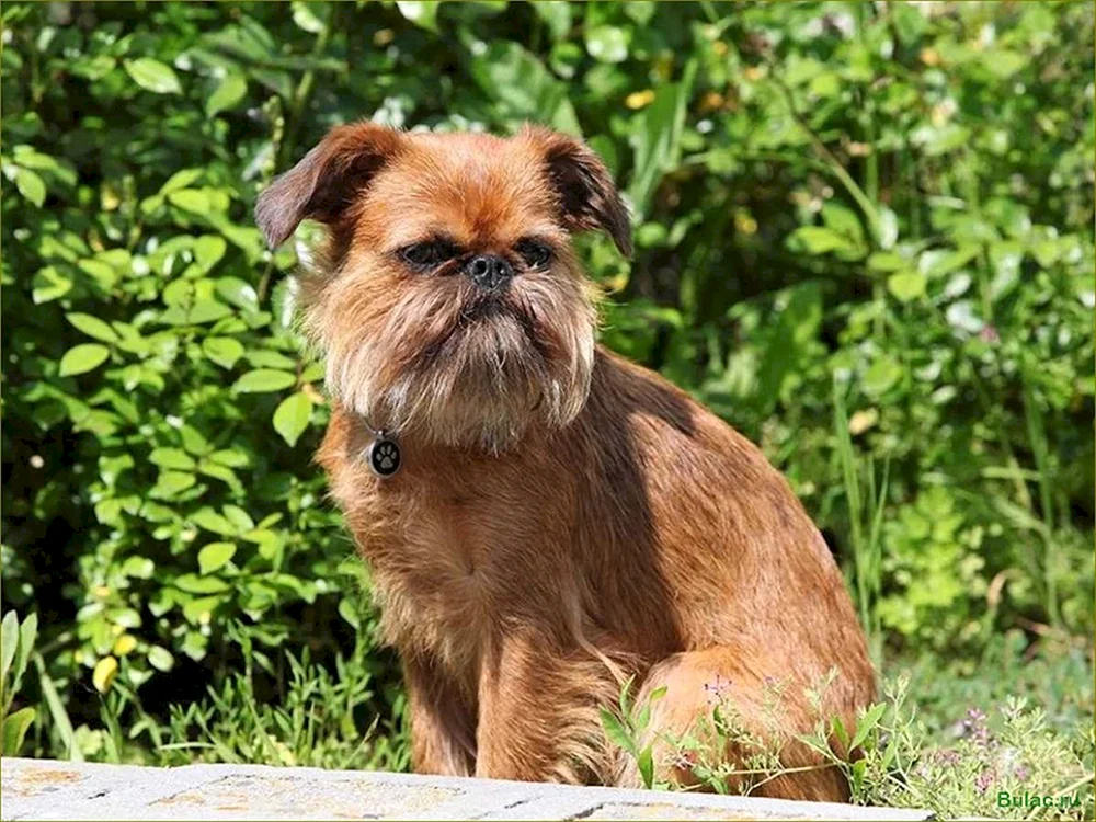Brüsseler Griffon