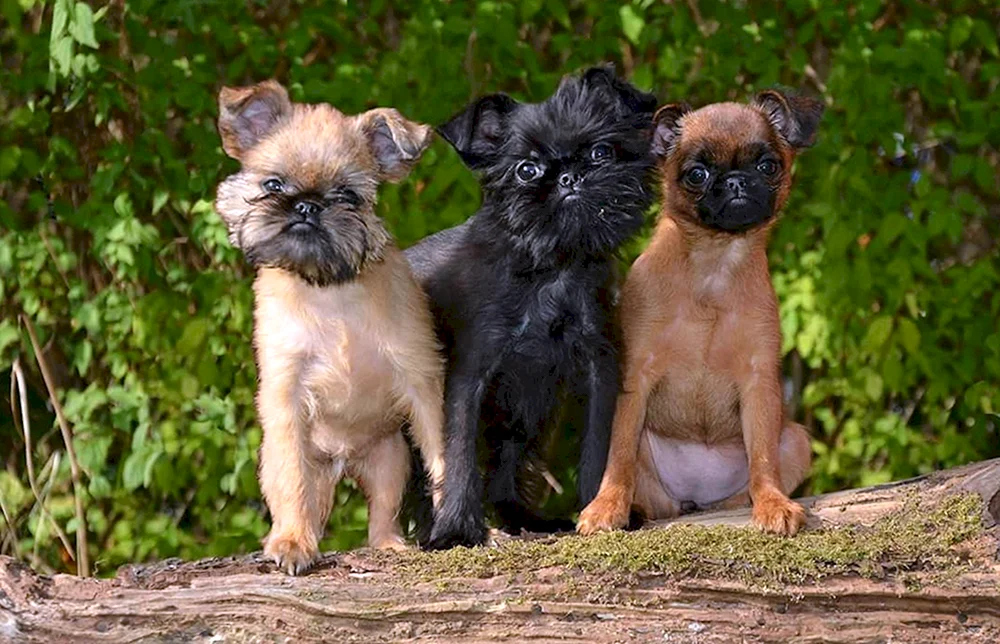 Hunderasse Brüsseler Griffon