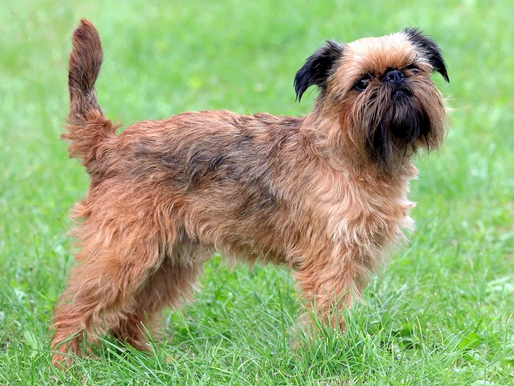 Brüsseler Griffon