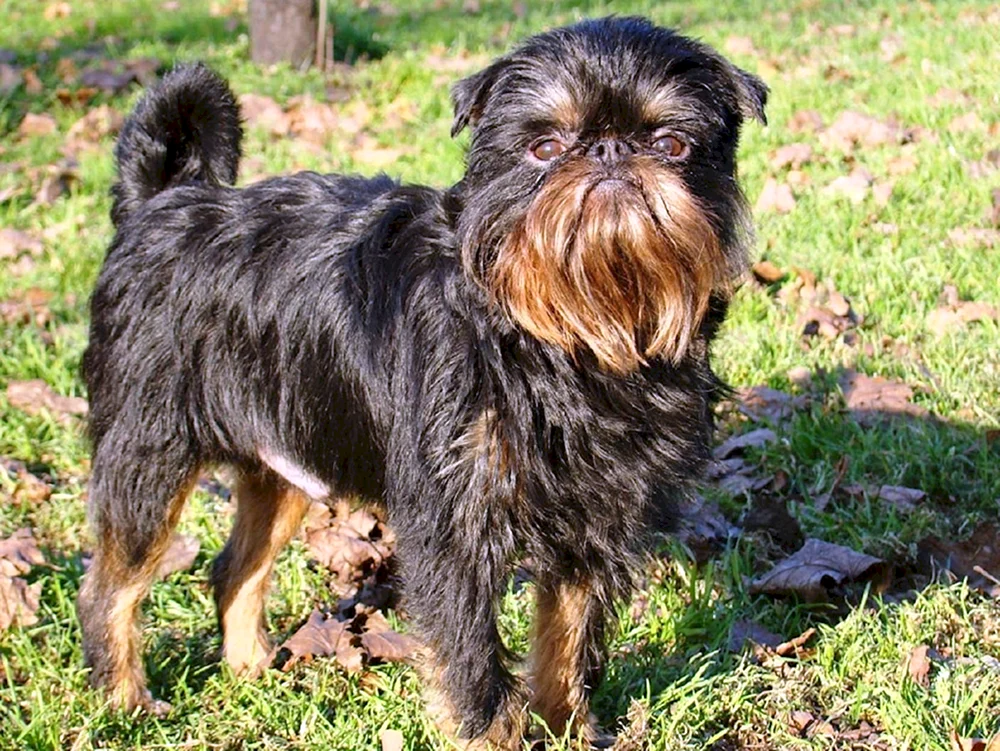 Belgischer Griffon
