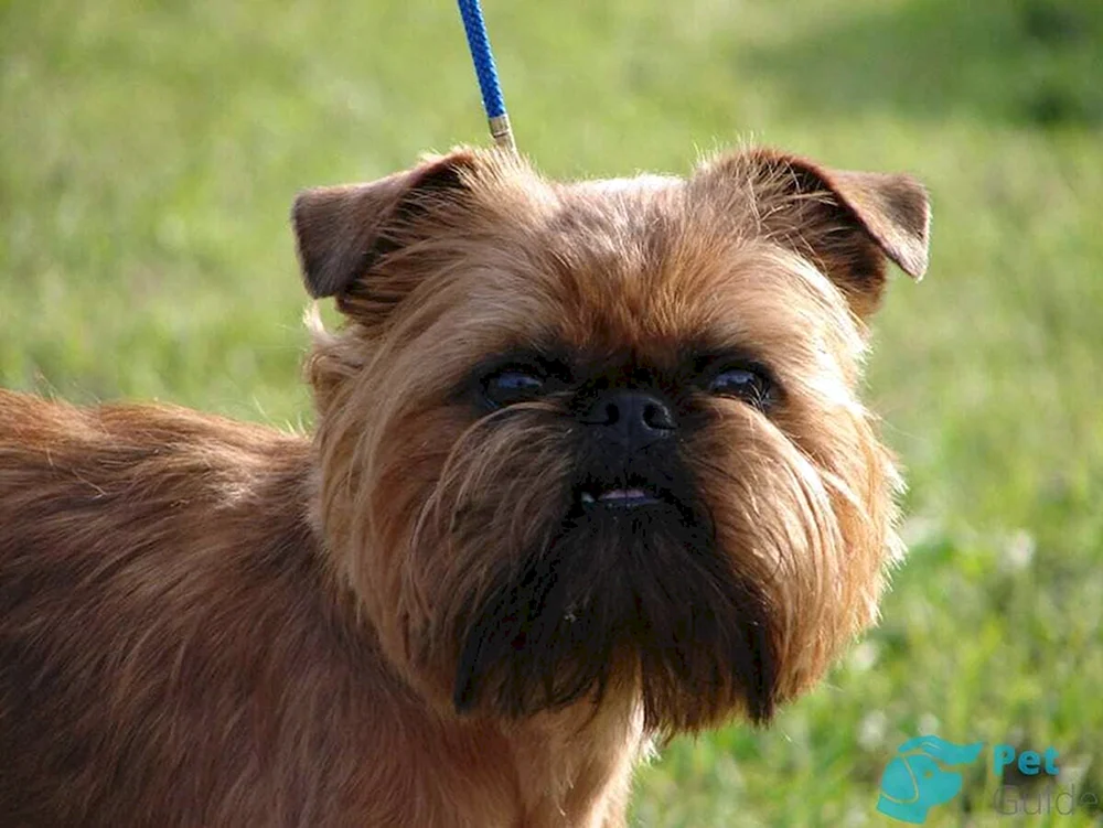 Brüsseler Griffon