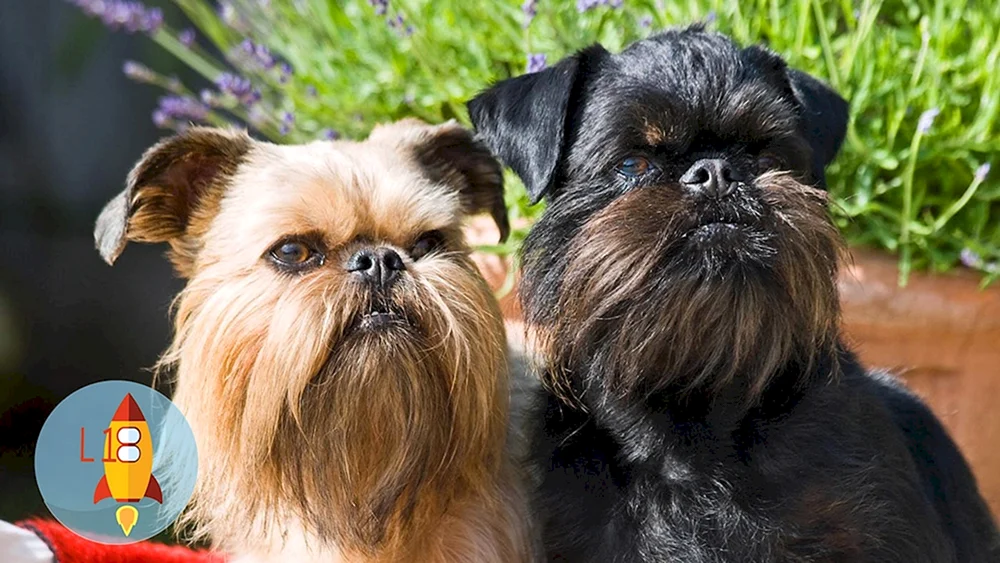 Griffon Brüsseler Hund