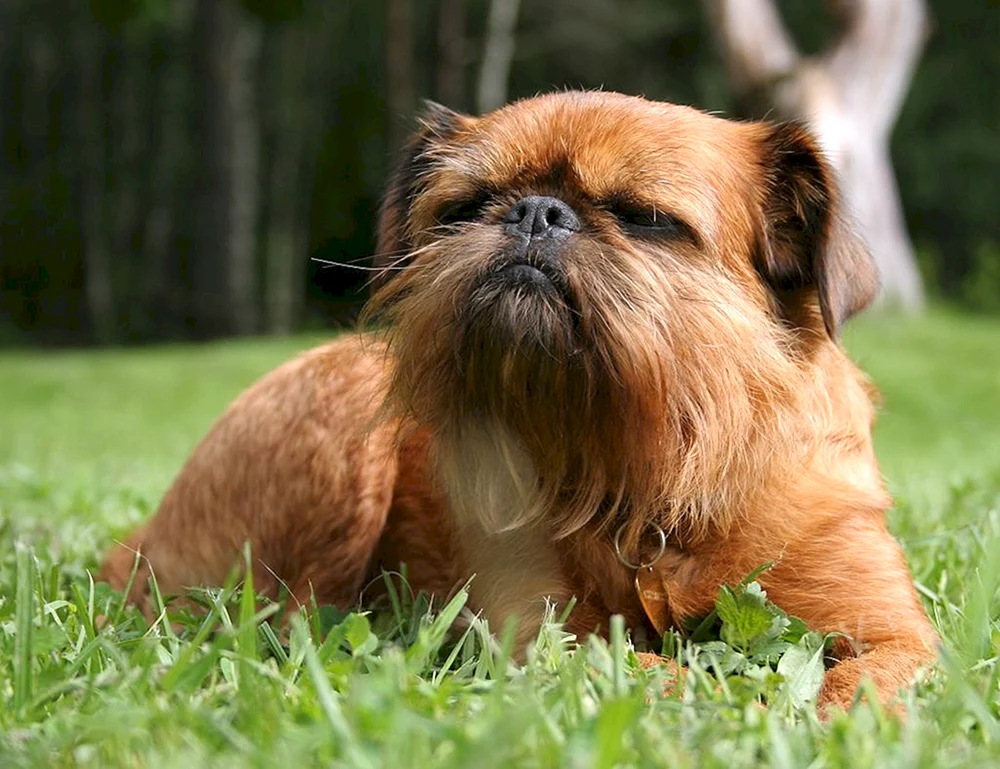 Brüsseler Griffon