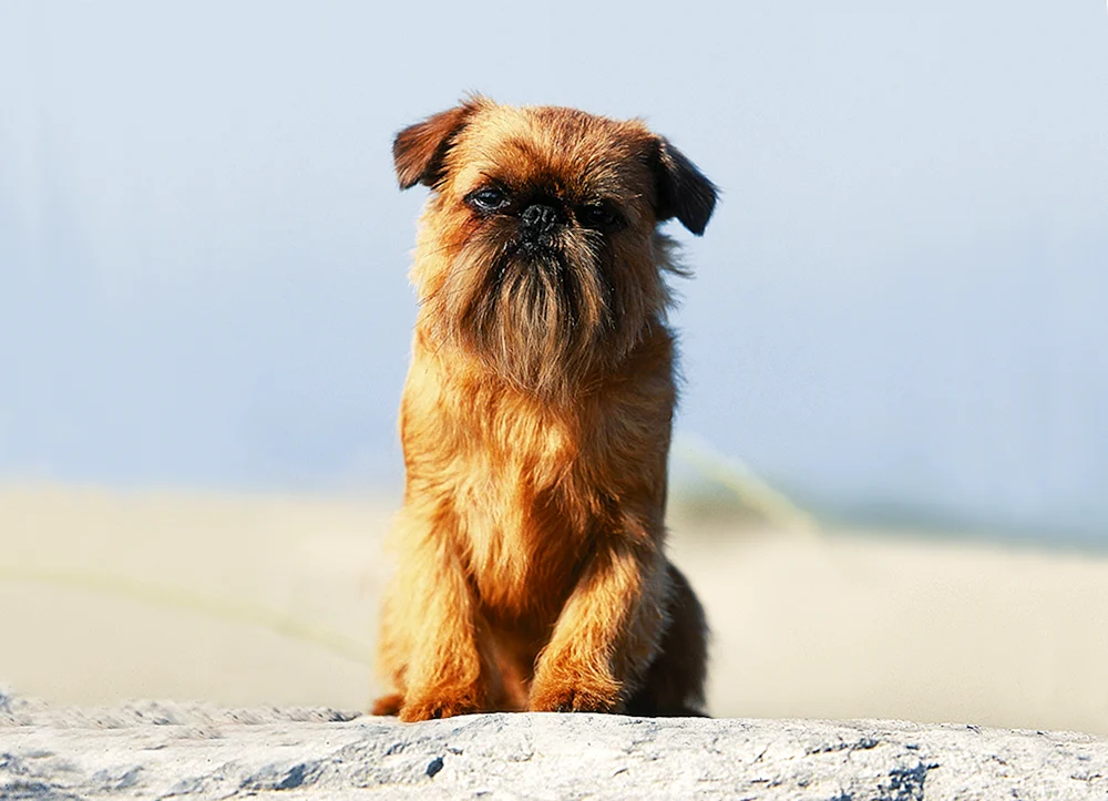 Brüsseler Griffon
