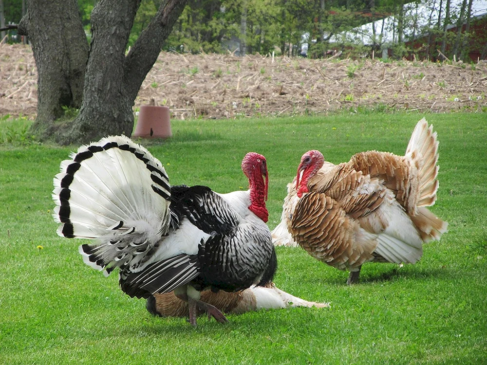 Kirsch-Welpen-Entenküken