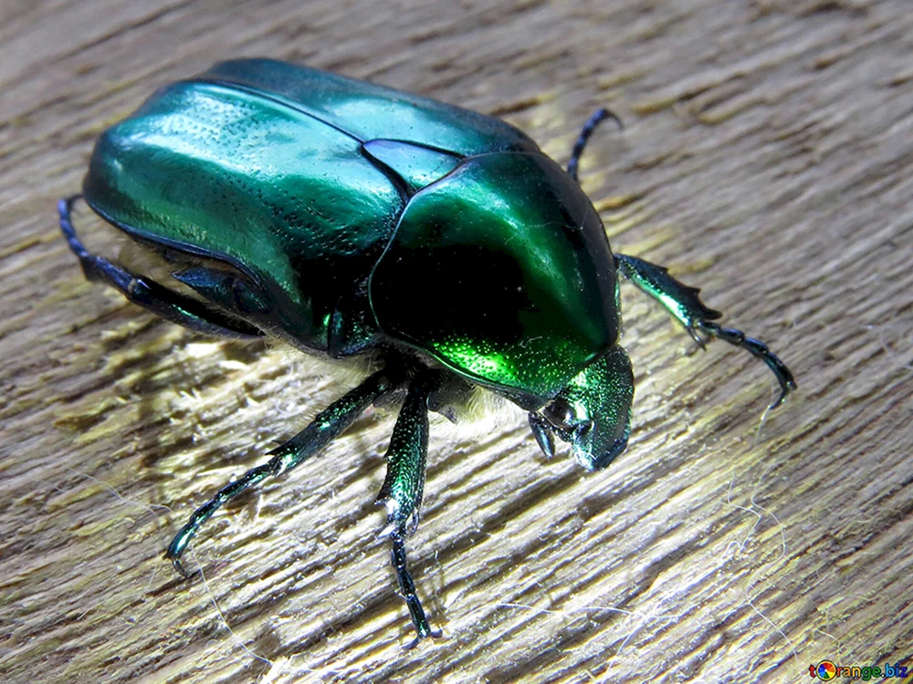 Bronzekäfer Gestreifte Spanka
