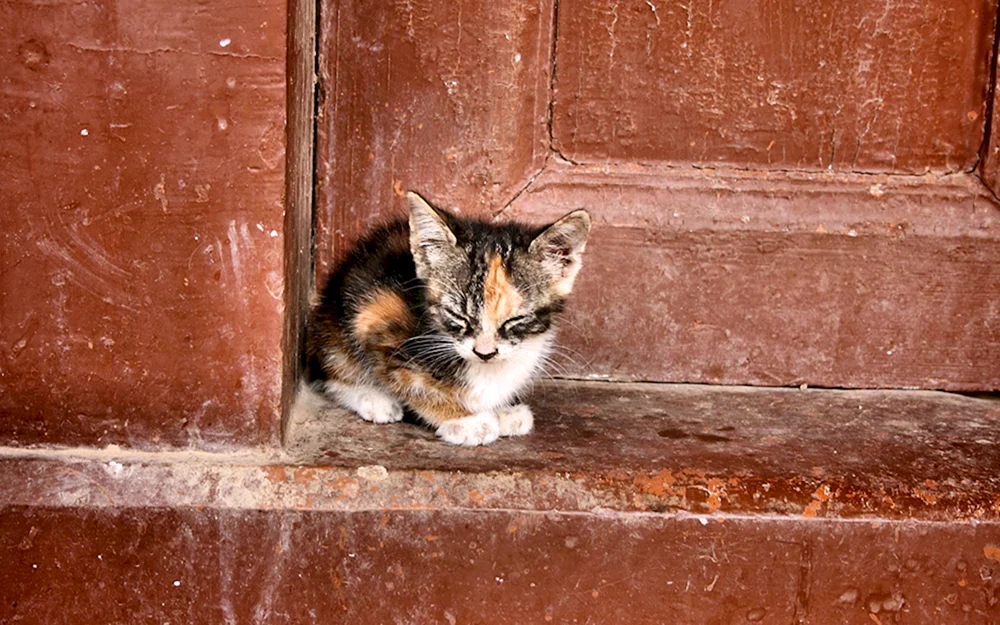 Katze schaut raus