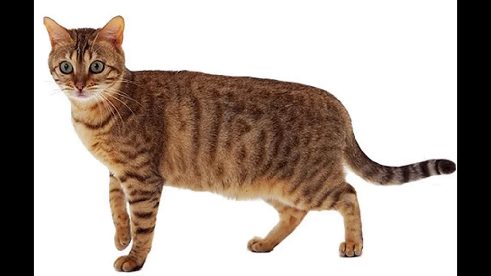 Braun getupfte Tabby-Farbe