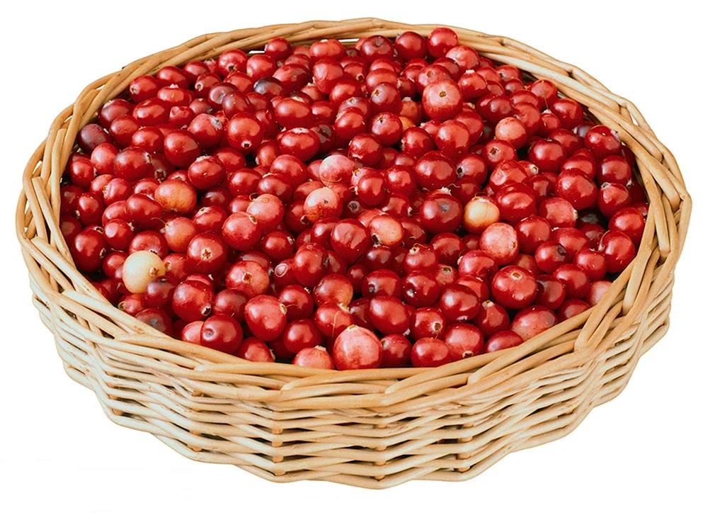 Heidelbeeren auf weißem Hintergrund