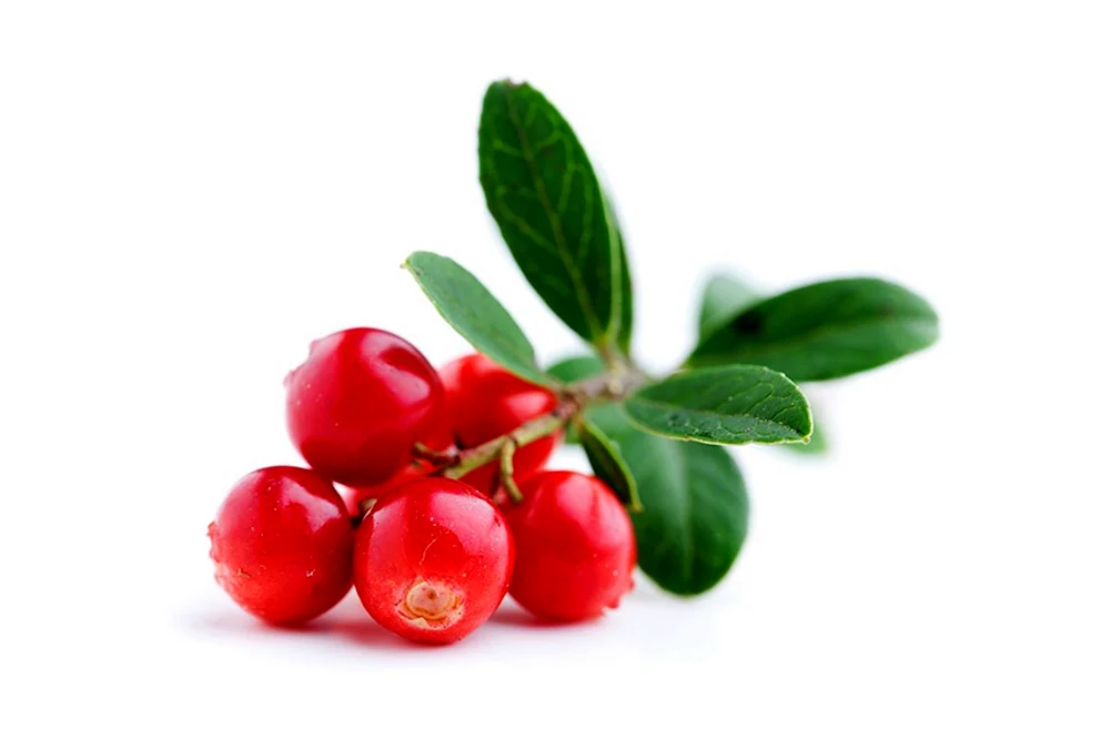 Cranberries Blatt 250gm
