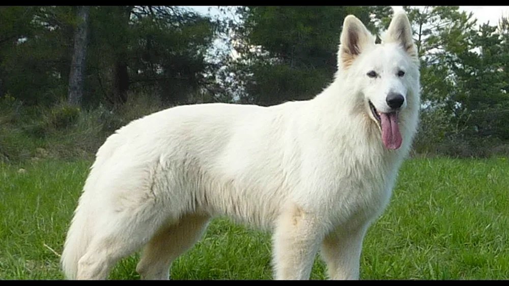 Samoed Husky Hund