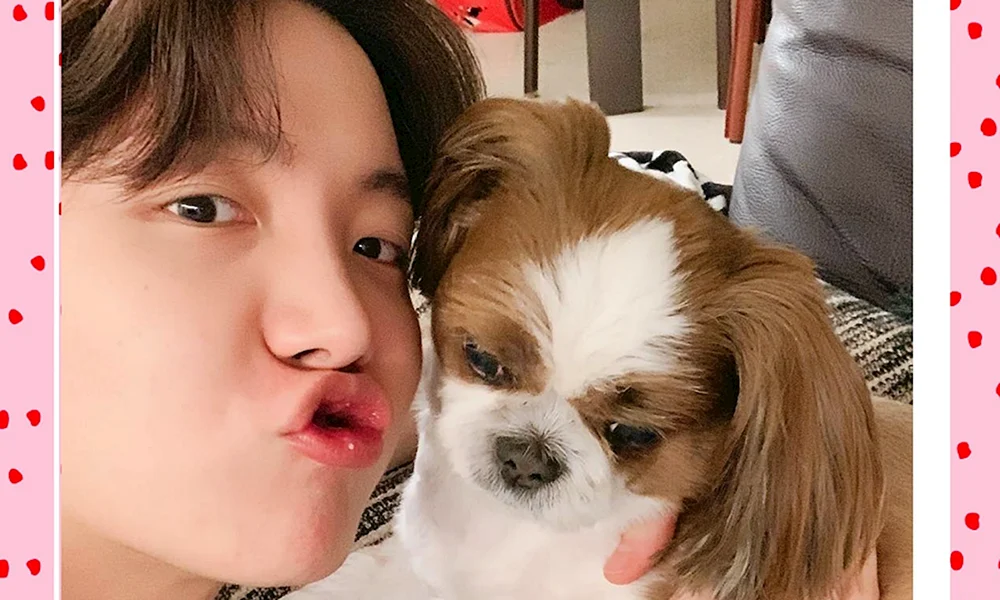 Kim Seokjin und seine Haustiere