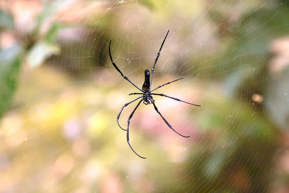 Bugs spider