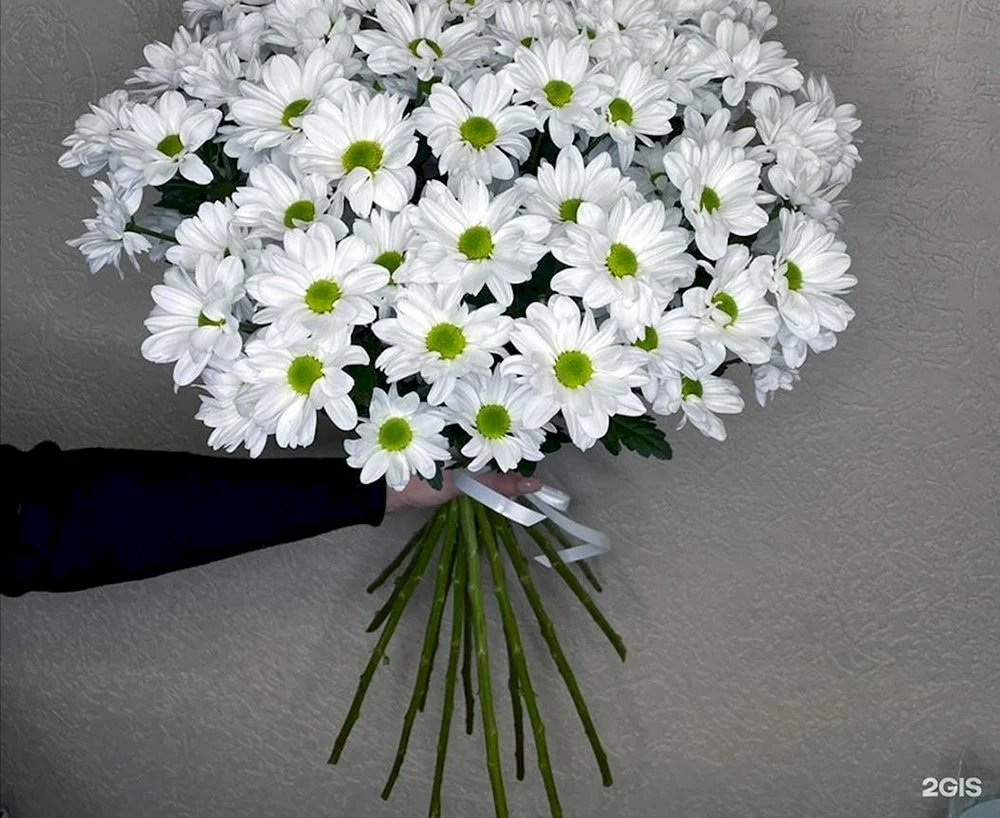 Chrysanthemenstrauß Hamilton