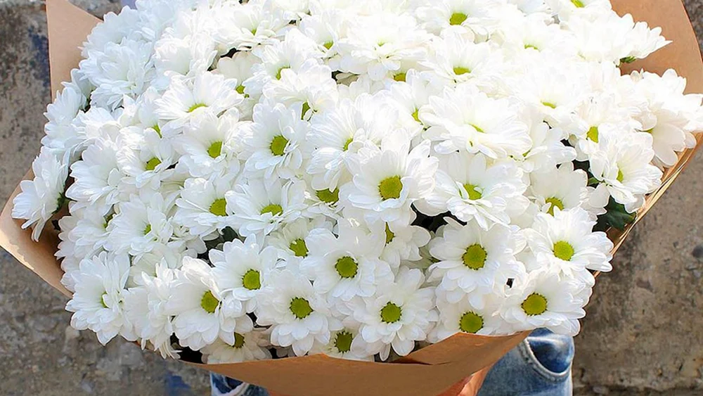 Zembla weiße Chrysantheme