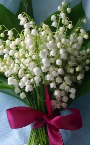 Maiglöckchenstrauß Maiglöckchenstrauß Jasmin Maiglöckchenstrauß Maiglöckchenstrauß Maiglöckchenstrauß Maiglöckchenstrauß Veilchen Maiglöckchenstrauß Gardner Flieder Maiglöckchenstrauß Maiglöckchenstrauß Maiglöckchenstrauß Maiglöckchenstrauß Maiglöckchenstrauß Maiglöckchenstrauß Maiglöckchen-Primärblumen