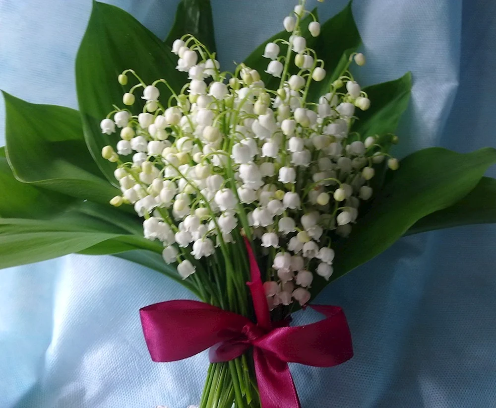 Maiglöckchenstrauß Maiglöckchenstrauß Jasmin Maiglöckchenstrauß Maiglöckchenstrauß Maiglöckchenstrauß Maiglöckchenstrauß Veilchen Maiglöckchenstrauß Gardner Flieder Maiglöckchenstrauß Maiglöckchenstrauß Maiglöckchenstrauß Maiglöckchenstrauß Maiglöckchenstrauß Maiglöckchenstrauß Maiglöckchen-Primärblumen