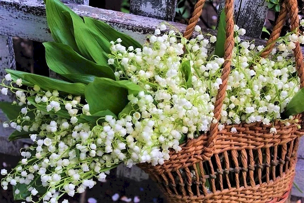 Maiglöckchen im Frühling