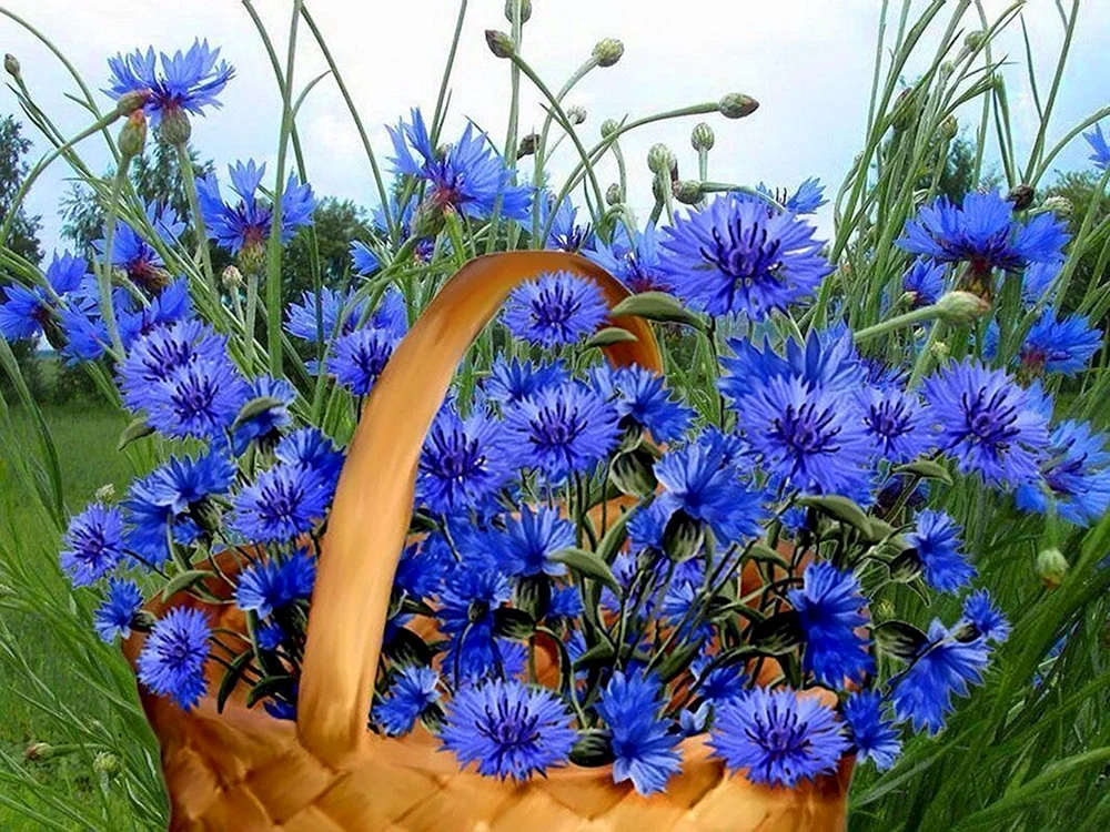 Hans Emmenegger-Kornblumenstrauß