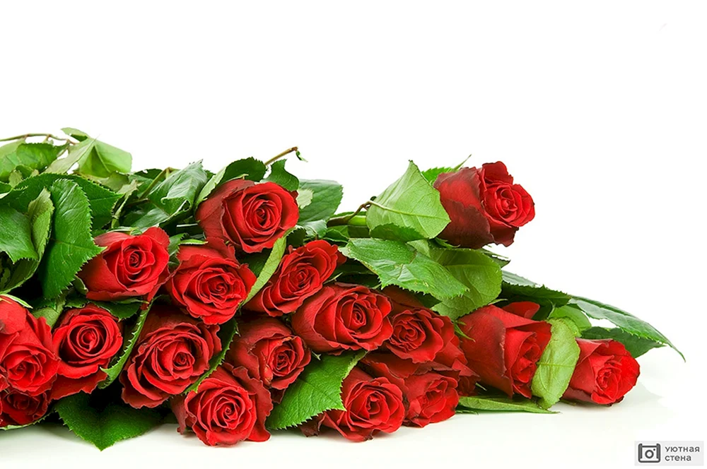 Rote Rosen