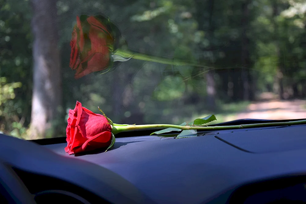 Rosen im Auto
