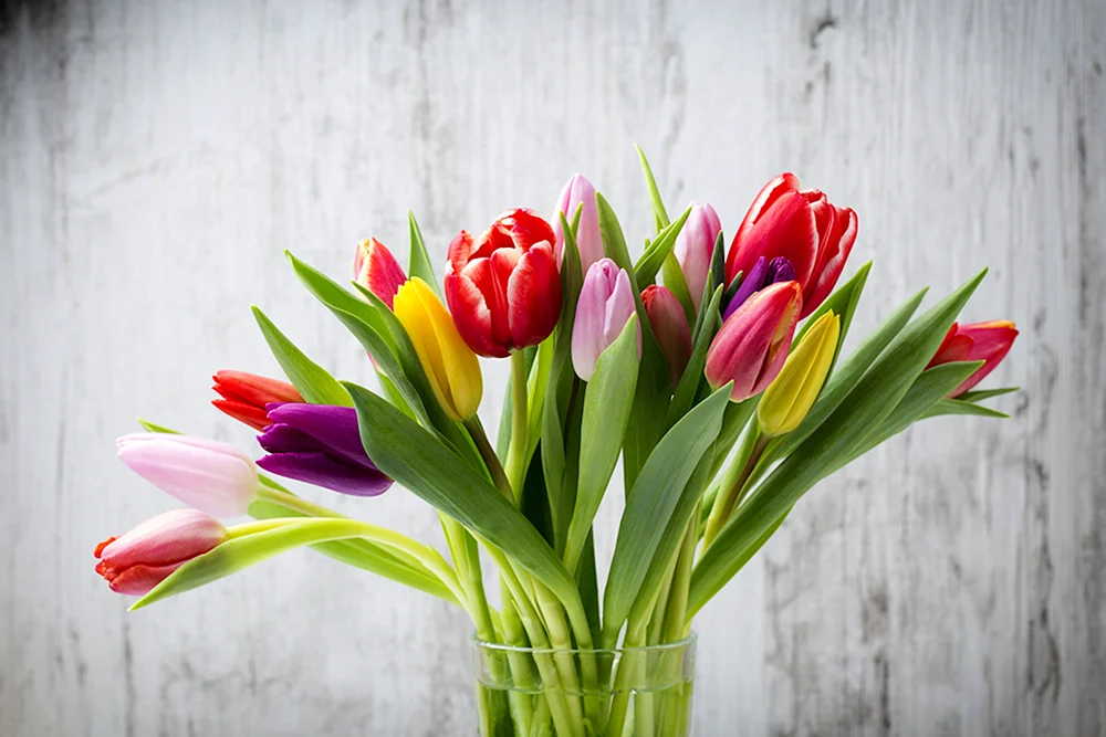 Tulpenblumen