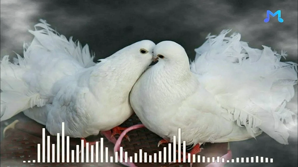 Taubenvögel 2