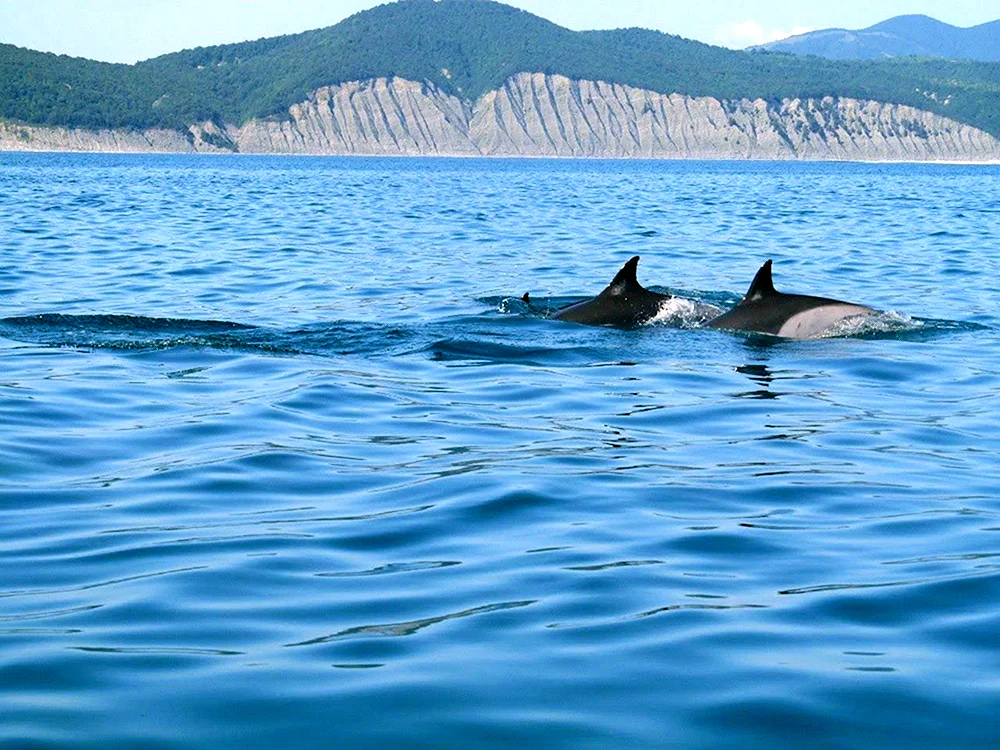 Delfin Bucht Arkhipo Osipovka