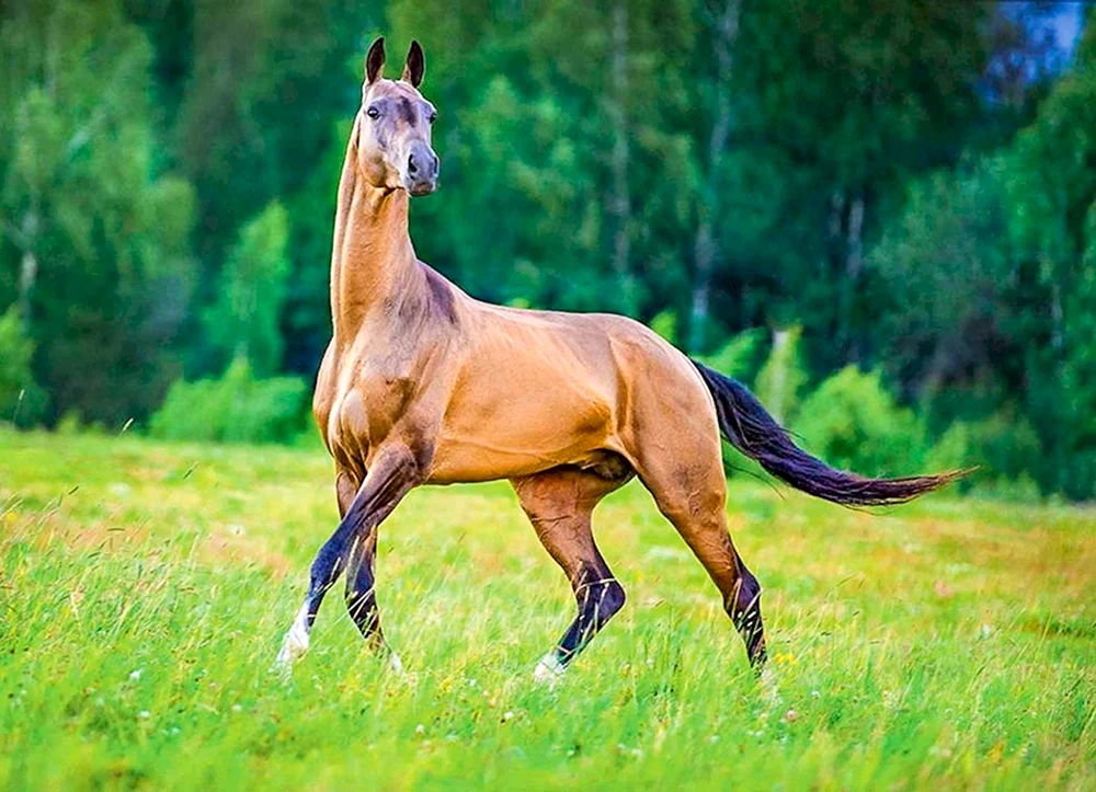 Bulaniy Akhalteke Pferderasse
