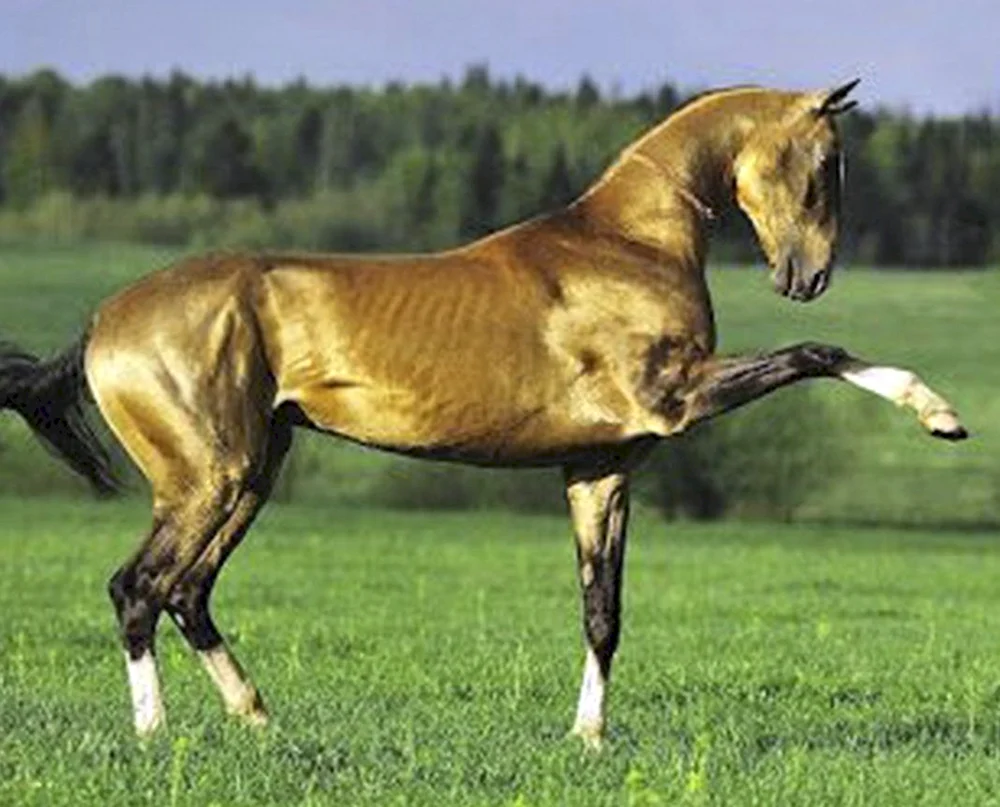 Akhal-Teke-Pferd